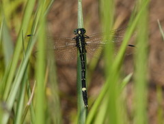 Austrogomphus prasinus