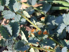 Phragmidium sanguisorbae