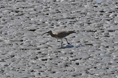 Numenius phaeopus