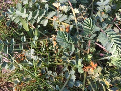 Phragmidium sanguisorbae