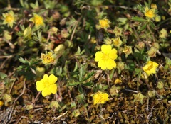 Potentilla pusilla