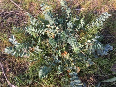 Phragmidium sanguisorbae