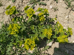Euphorbia serrata