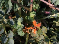 Phragmidium sanguisorbae