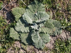 Angiospermae