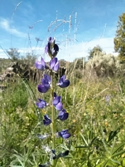 Lupinus angustifolius