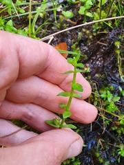 Gratiola sexdentata
