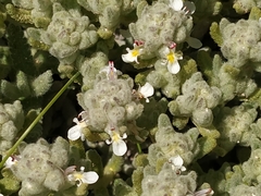 Teucrium gnaphalodes