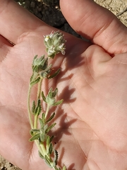 Teucrium gnaphalodes