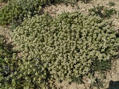 Teucrium gnaphalodes