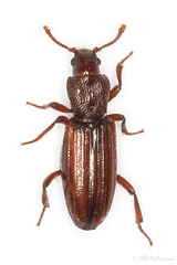 Bothrideres contractus