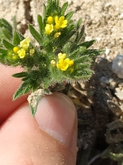 Neatostema apulum