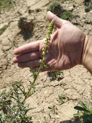 Reseda lutea