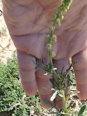 Reseda lutea