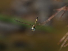 Hemicordulia intermedia