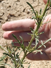 Reseda lutea