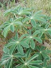 Lupinus albus