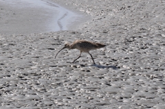 Numenius madagascariensis