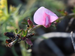 Chamaecytisus purpureus
