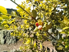 Plagiotrochus quercusilicis