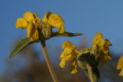 Phlomis grandiflora