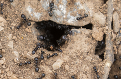 Messor barbarus