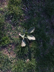 Verbascum songaricum