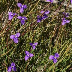 Patersonia occidentalis occidentalis