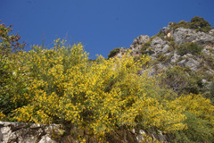 Genista acanthoclada