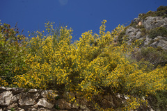 Genista acanthoclada