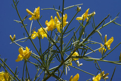 Genista acanthoclada