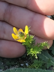 Adonis microcarpa