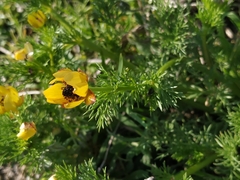 Adonis microcarpa