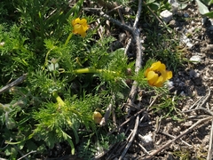 Adonis microcarpa