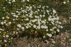Anthemis chia