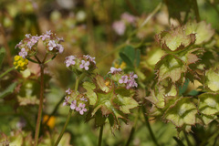 Valerianella obtusiloba