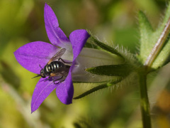 Campanula delicatula