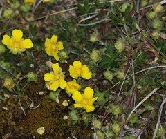Potentilla pusilla