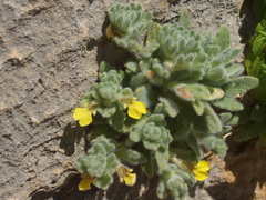 Ajuga bombycina