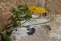 Securigera parviflora