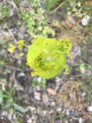Smyrnium perfoliatum rotundifolium