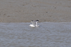 Larus argentatus