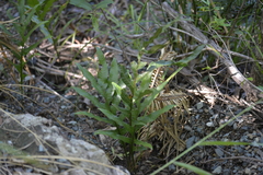 Drynaria sparsisora
