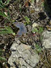 Pseudophilotes abencerragus
