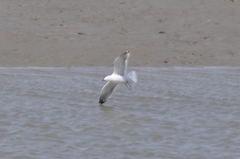 Larus argentatus