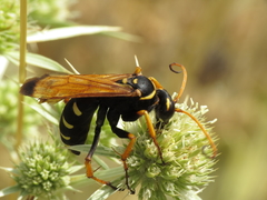 Parabatozonus lacerticida