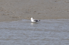 Larus argentatus