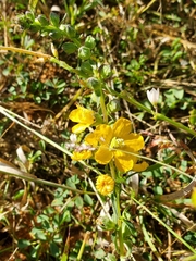Alectra picta