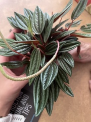 Peperomia caperata