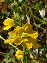 Alectra picta
